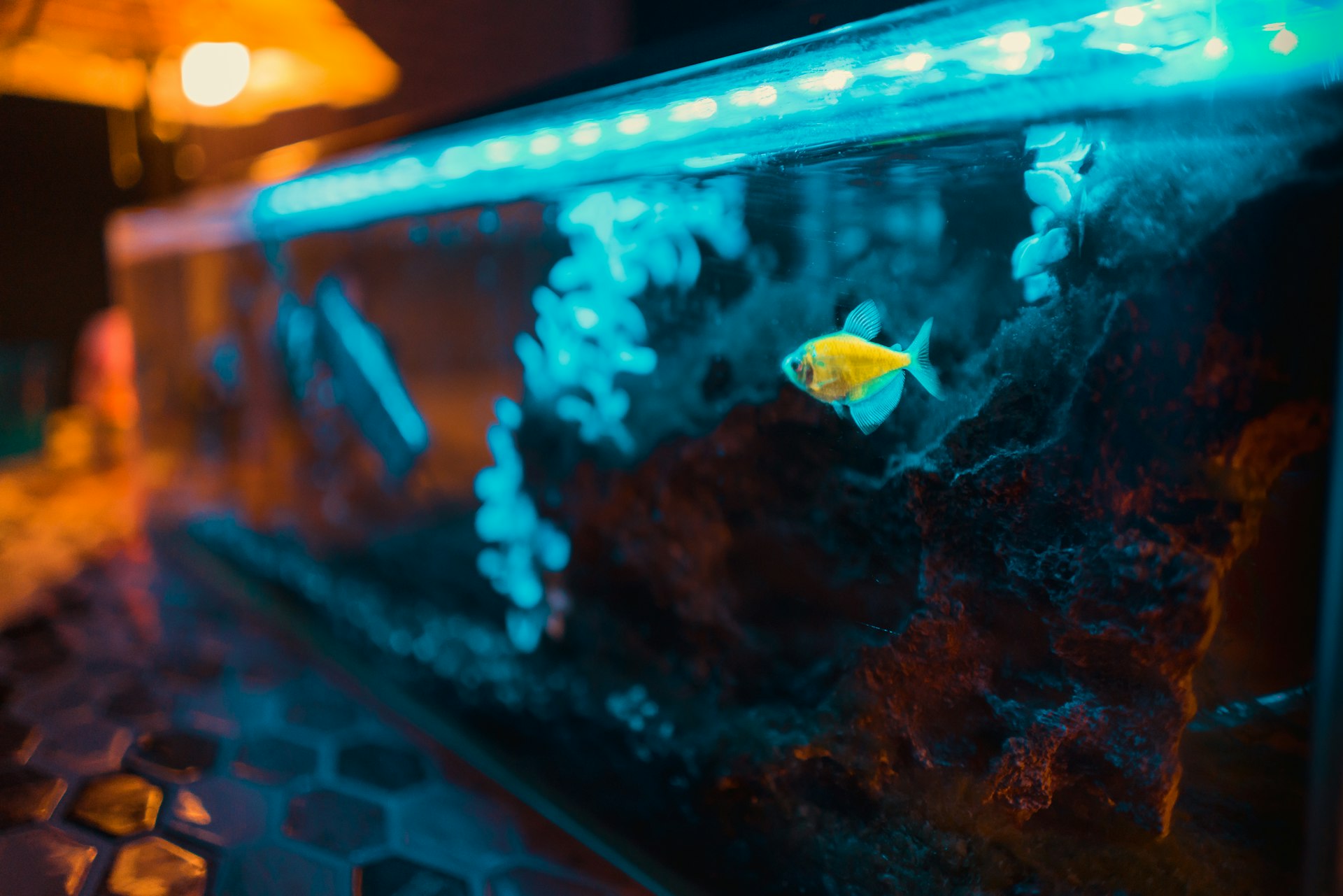 yellow fish in aquarium in tanzania