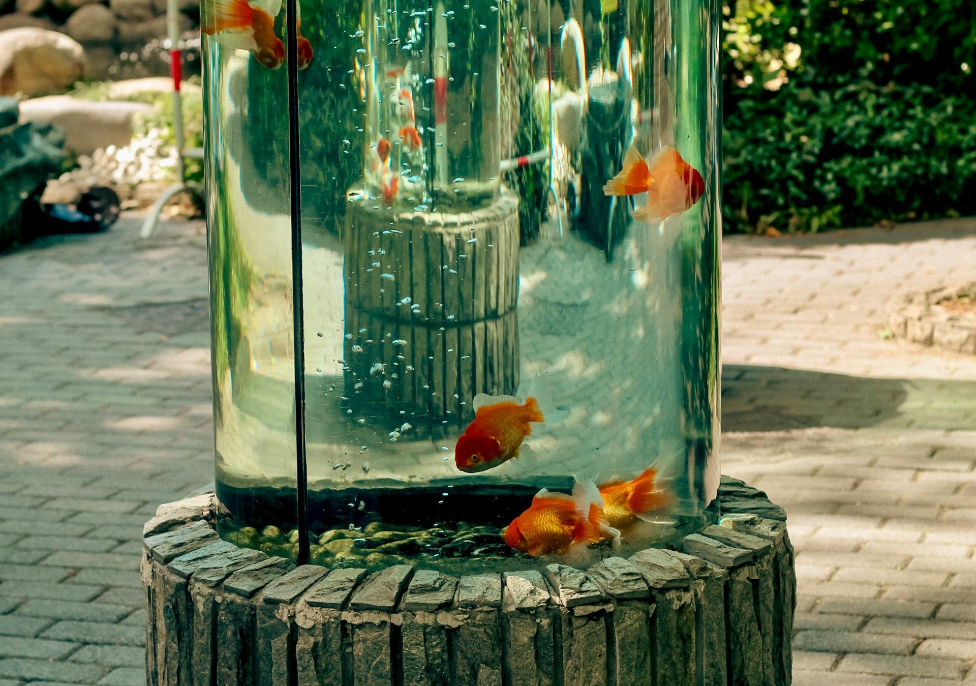 Goldfish swim in a tall cylindrical aquarium in tanzania