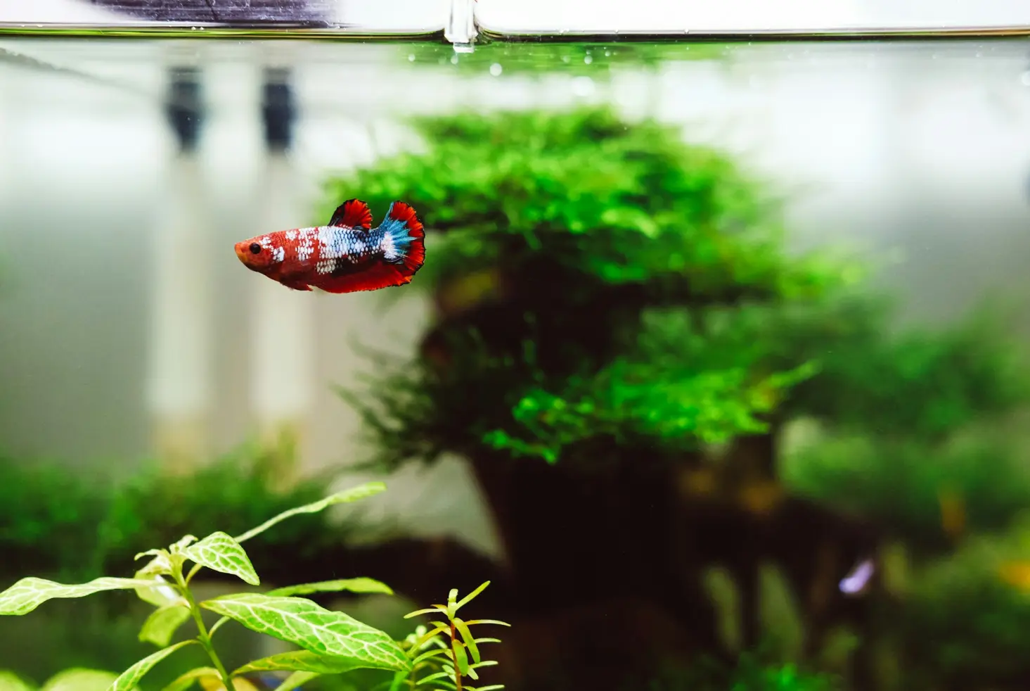 red and blue beta fish in tanzania