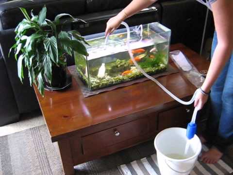 Aquarium cleaning in tanzania