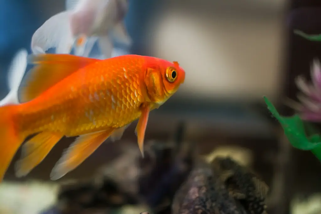 unsplash_rX1cgGQpgzE_gold fish.webp
