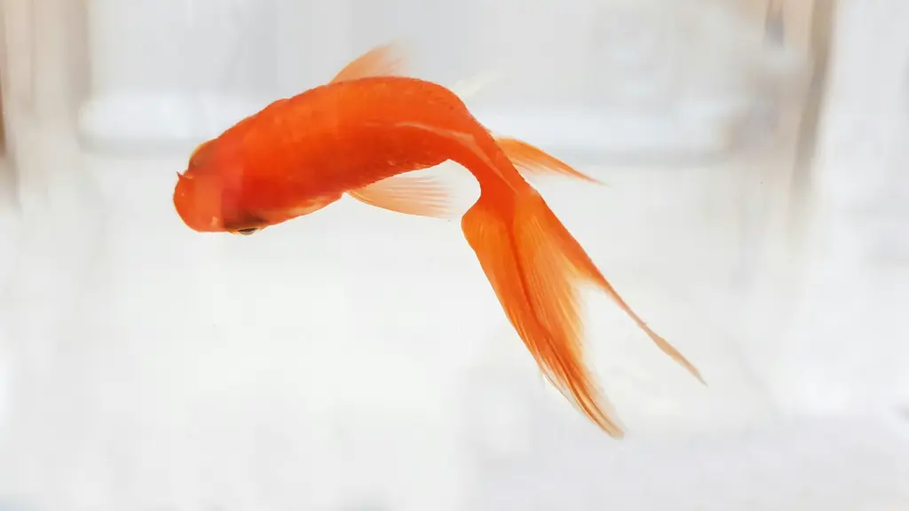 unsplash_OPtPK3kMWEc_gold fish.webp.jpg