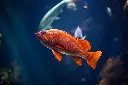 unsplash_K2RH1QZdLF4_gold fish.webp.jpg.jpg
