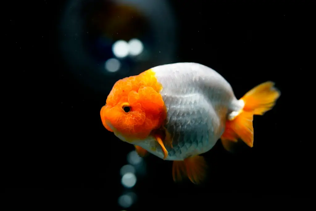 unsplash_Qf3pdvF7l_0_gold fish.webp.jpg.jpg.jpg
