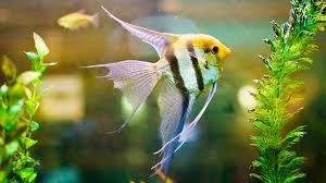 Angel fish