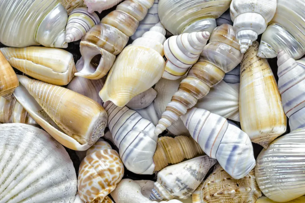 Sea shells