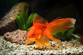 Gold fish