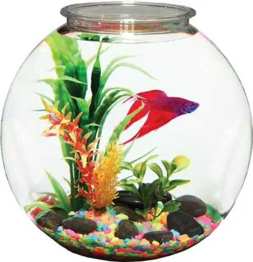 fish bowl