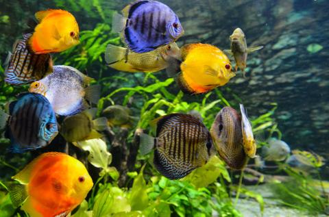 Gold fish