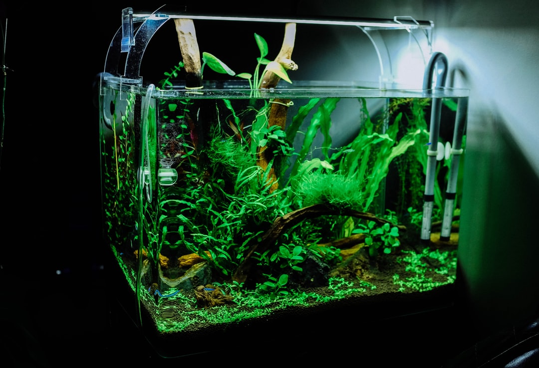 Aquarium in dar es salaam